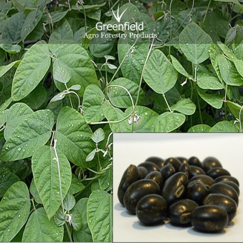 Black kinvach medicinal seeds ( Mucuna  pruriens )
